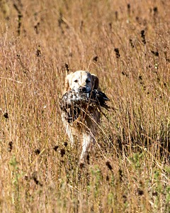 Ghillie Deresienska