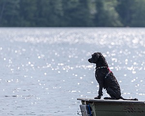 Epic Robin