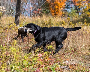 Glenforest's Pique Dame JH (Chloe)
