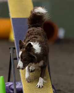 Ruff Bettler
