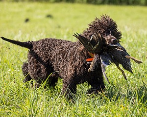 Ghillie Kezer