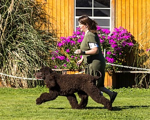 11 - GCH CH BREKKON'S FIRST MARK BN RN CGC TKN