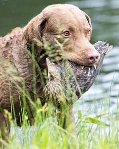Hunter Law