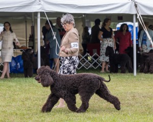 25 - GCH CH POOLE'S IDE RIPTIDE OHS RI DS CGC (Rip)