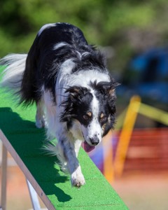 20160618-CCKC-0149.jpg
