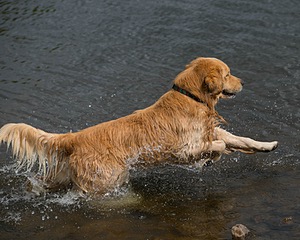 Opie