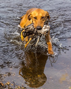 Gauge Kilby