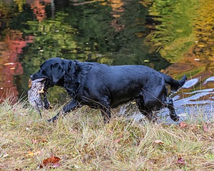 20191013-VetW-0092.jpg