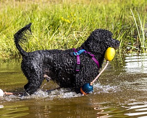 Perry