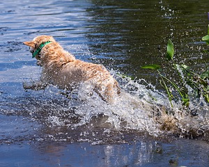 Rio Drager