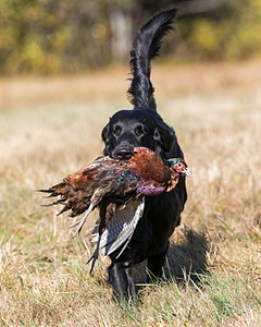 Gotcha