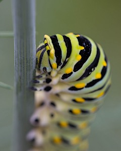 Caterpillar, Amesbury, MA