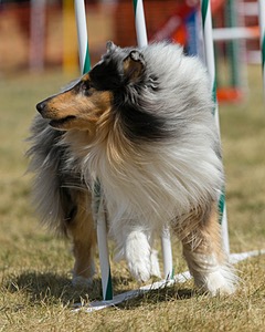 20150614-CCKC-1717.jpg