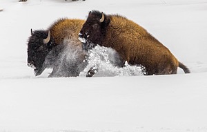 Bison, Yellowstone National Park