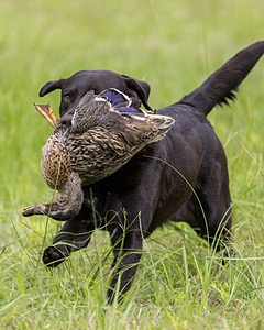 Otter Henry
