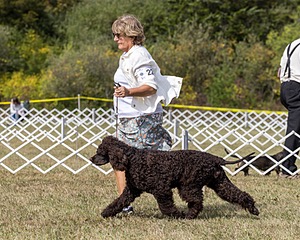 22 - CH Truth Be Told It's Poole's Ide BCAT (Alythea)