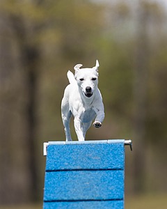 Dixie Labriola
