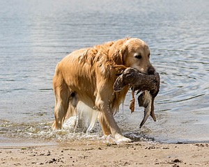 Ghillie Deresienska