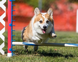 DotCom Scheibenpflug