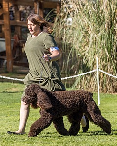 11 - GCH CH BREKKON'S FIRST MARK BN RN CGC TKN