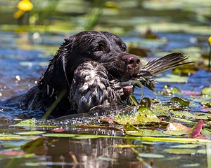 Otter Henry