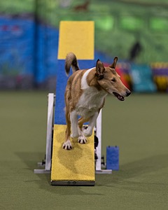 Link Lutz