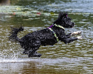 Dottie Notestine