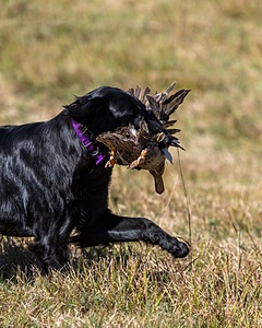 Test Dog