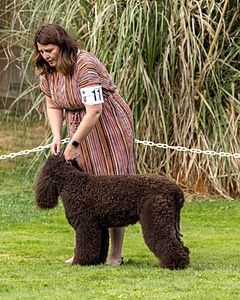 11 - GCH CH BREKKON'S FIRST MARK BN RN CGC TKN (Hunny)