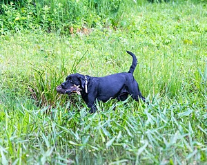 Buddy Bagley