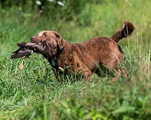 Hudson Pappler