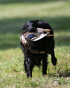 Bode Markle