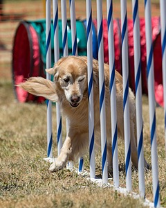 20160618-CCKC-1058.jpg