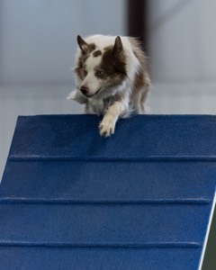 Furgus Standish