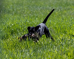 Bling Kennedy