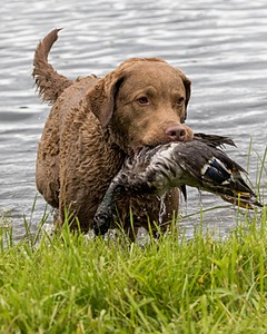 Hunter Law