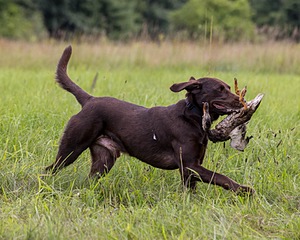 George Perez