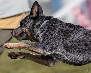Bree Spetla