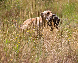 RUFF Millheim