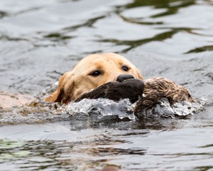 Cane Hill