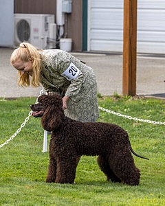 20 - CH COOMARA OGHA O'BOBN AT BELTANE CD BN RN BCAT RATO CGC TKI (Bob'N)