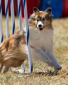 20160618-CCKC-1940.jpg