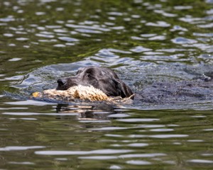 Jesse Longstreet