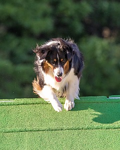 Kona Destremps