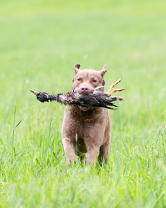 Hunter Law