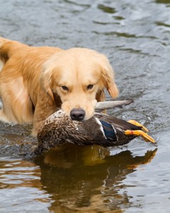 Opie