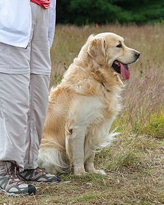 Ghillie