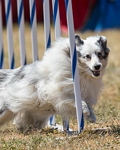 20160618-CCKC-1957.jpg