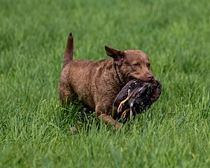 Hunter Law