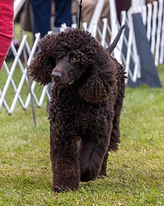 09 - GCH CH POOLE'S IDE DARK KNIGHT RN CGC TKN ATT (Oscar)